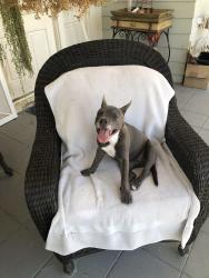 Found/Stray Female Dog last seen Minnesota & Dwight RIVERSIDE CA, Riverside, CA 92507