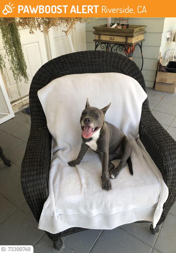 Found/Stray Female Dog last seen Minnesota & Dwight RIVERSIDE CA, Riverside, CA 92507