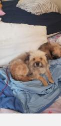 Reunited Female Dog last seen Near Harding Ave, South Gate, CA 90280, USA, South Gate, CA 90280
