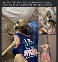 Reunited Female Dog last seen Harris ave by viva supermarket or near clay street and Harris, Sacramento, CA 95838