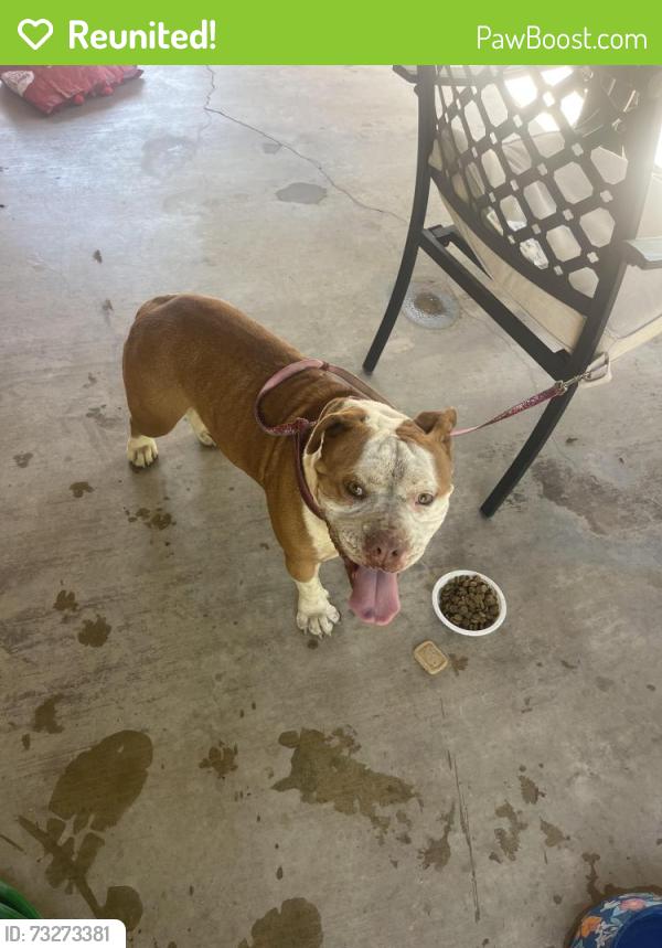 Reunited Female Dog last seen Washington / Bradley / Riverside Rancheros, Riverside, CA 92504