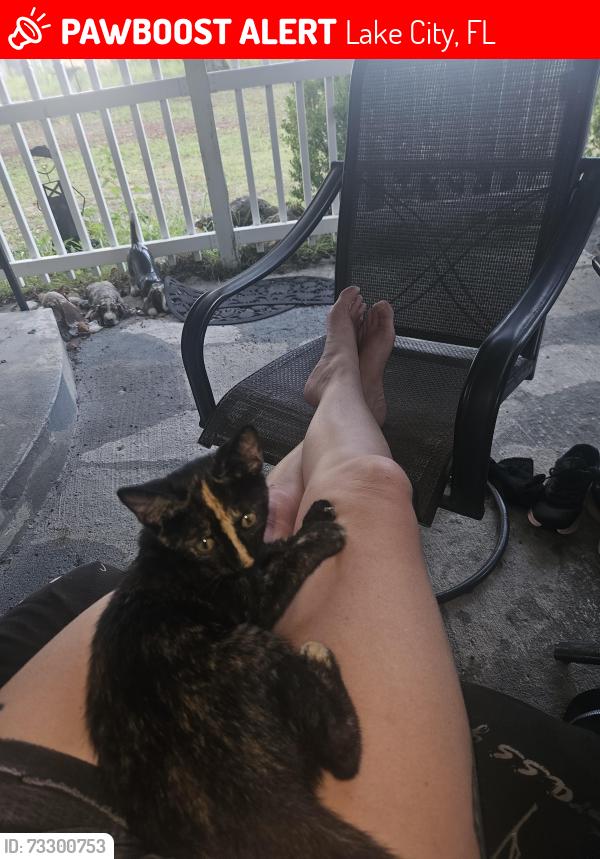 Lost Female Cat last seen Lake City Avenue, Lake City, FL 32055
