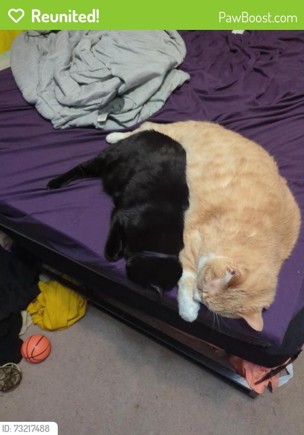 Reunited Male Cat last seen The annex at Forest reserve, Wilmington, NC 28403