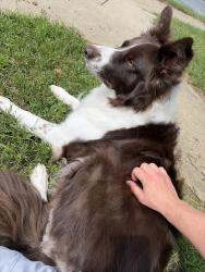 Reunited Male Dog last seen South St and Emerson St, Allentown, PA 18104