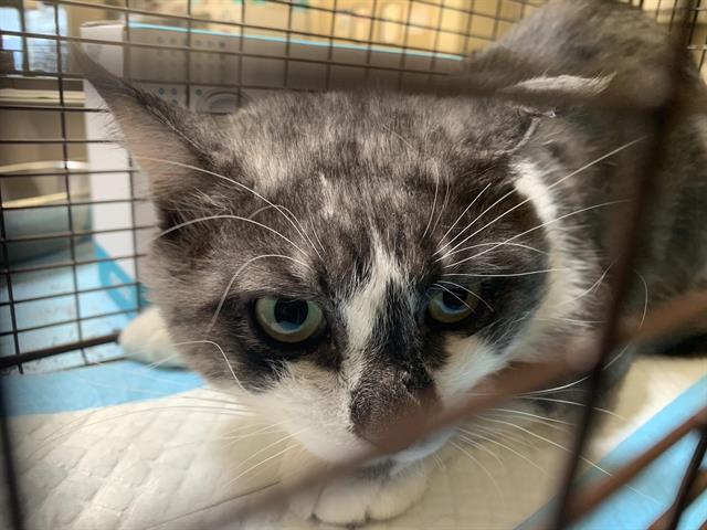 Shelter Stray Male Cat last seen MARSALLA CT & 14TH AVE, 2127 Front St, Sacramento, CA 95818, USA