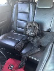 Found/Stray Male Dog last seen Burnley ct, Stonecrest, GA 30038