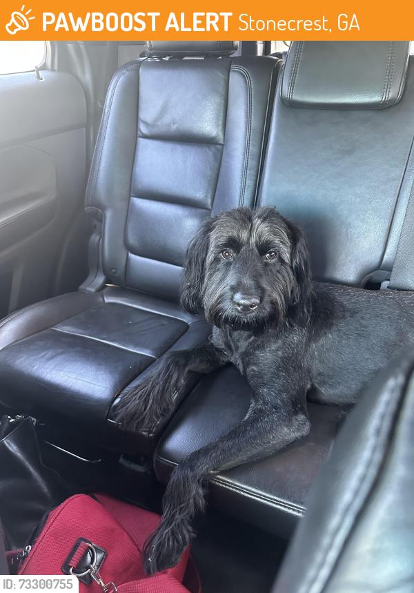 Found/Stray Male Dog last seen Burnley ct, Stonecrest, GA 30038