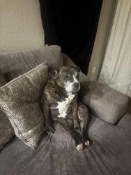 Lost Female Dog last seen Power and Guadalupe, Mesa, AZ 85212