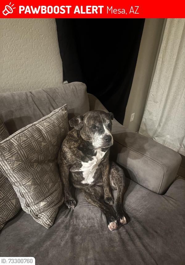 Lost Female Dog last seen Power and Guadalupe, Mesa, AZ 85212
