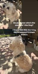 Reunited Male Dog last seen Ashwick loop Sacramento 95823, Sacramento, CA 95823