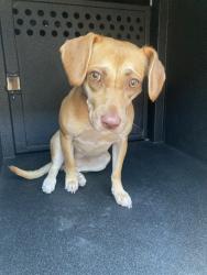 Shelter Stray Female Dog last seen Near BLK WALNUT AVE, LONG BEACH, CA 90813, 7700 E Spring St, Long Beach, CA 90815, USA