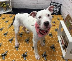 Shelter Stray Female Dog last seen Near BLOCK VAN DYKE ST, DETROIT, MI 48213, 7401 Chrysler Dr, Detroit, MI 48211, USA