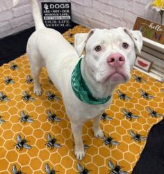 Shelter Stray Male Dog last seen Near BLOCK HIGHLAND ST, DETROIT, MI 48206, 7401 Chrysler Dr, Detroit, MI 48211, USA