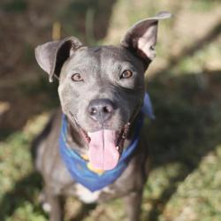 Shelter Stray Female Dog last seen BLOCK 5000 MAGNES LN, 4710 TX-151, San Antonio, TX 78227, USA