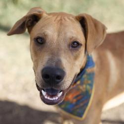 Shelter Stray Male Dog last seen Near BLOCK LAWN VALLEY, 4710 TX-151, San Antonio, TX 78227, USA