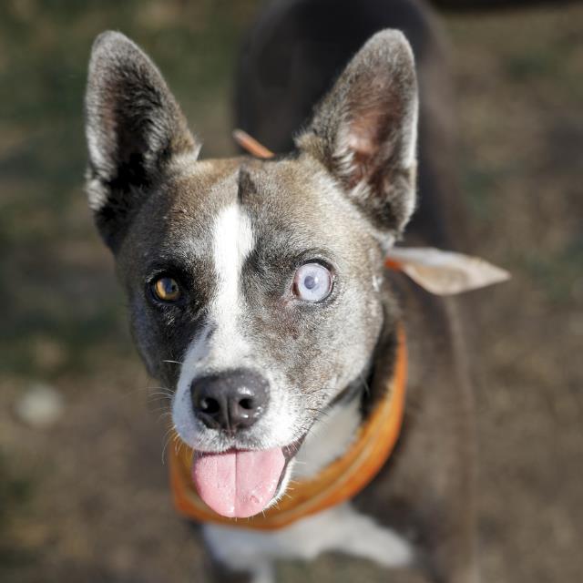 Shelter Stray Female Dog last seen Near BLOCK E HIGHLAND AVE, 4710 TX-151, San Antonio, TX 78227, USA