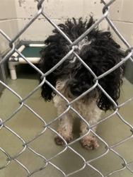 Shelter Stray Female Dog last seen CONFINED ON ROMEO B GARRETT, 2600 NE Perry Ave, Peoria, IL 61603, USA