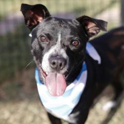 Shelter Stray Female Dog last seen Near BLOCK CINNAMON CREEK, 4710 TX-151, San Antonio, TX 78227, USA