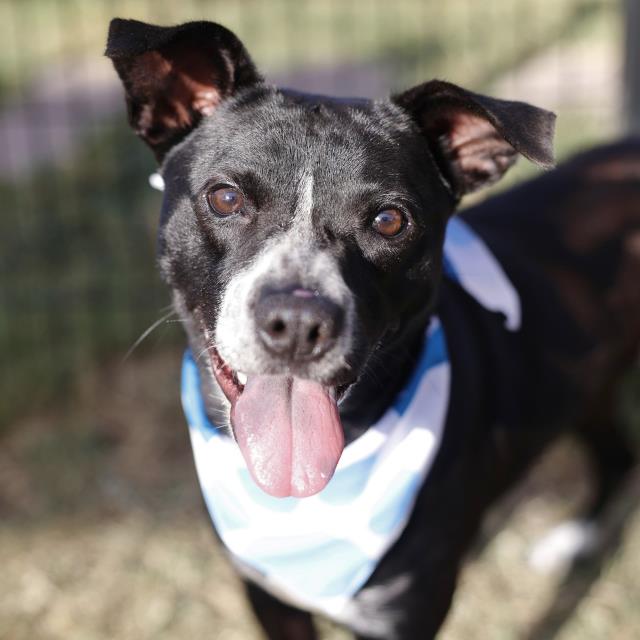 Shelter Stray Female Dog last seen Near BLOCK CINNAMON CREEK, 4710 TX-151, San Antonio, TX 78227, USA