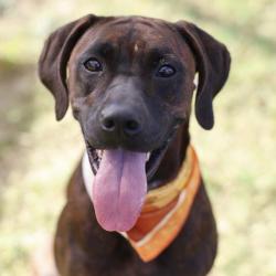 Shelter Stray Female Dog last seen Near BLOCK E HIGHLAND AVE, 4710 TX-151, San Antonio, TX 78227, USA