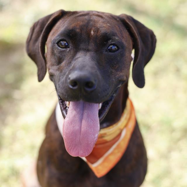 Shelter Stray Female Dog last seen Near BLOCK E HIGHLAND AVE, 4710 TX-151, San Antonio, TX 78227, USA