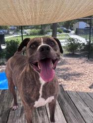 Shelter Stray Male Dog last seen Near BLOCK ARDISIA, 2020 Forest St, Jacksonville, FL 32204, USA