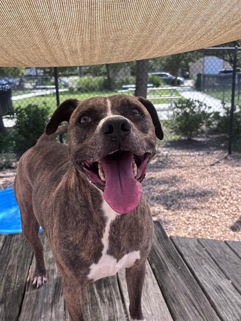 Shelter Stray Male Dog last seen Near BLOCK ARDISIA, 2020 Forest St, Jacksonville, FL 32204, USA