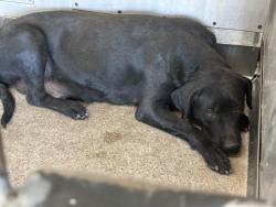 Shelter Stray Female Dog last seen Near BLOCK CLUSTER ST, 333 Chandler Pl, San Bernardino, CA 92408, USA