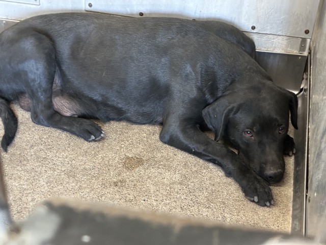 Shelter Stray Female Dog last seen Near BLOCK CLUSTER ST, 333 Chandler Pl, San Bernardino, CA 92408, USA