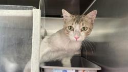 Shelter Stray Male Cat last seen Near BLOCK W 12TH ST, PERRIS, CA, 227 N D St, Perris, CA 92570, USA