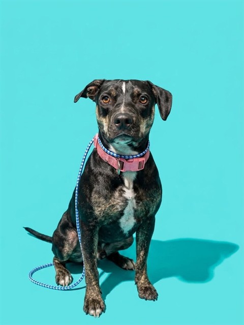 Shelter Stray Female Dog last seen Near BLOCK BENEDICT, 2020 Forest St, Jacksonville, FL 32204, USA