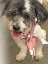 Shelter Stray Male Dog last seen , West Valley Animal Shelter, 20655 Plummer St, Chatsworth, CA 91311, USA