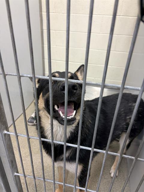 Shelter Stray Male Dog last seen Near BLOCK S ATHERTON DR, TAYLORSVILLE UT 84123, 4522 W 3500 S, West Valley City, UT 84120, USA