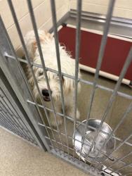 Shelter Stray Female Dog last seen Near BLOCK S REDWOOD RD, TAYLORSVILLE UT 84123, 4522 W 3500 S, West Valley City, UT 84120, USA