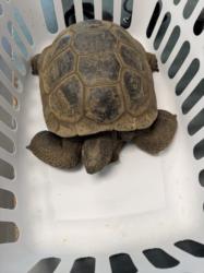 Shelter Stray Male Other last seen , West Valley Animal Shelter, 20655 Plummer St, Chatsworth, CA 91311, USA