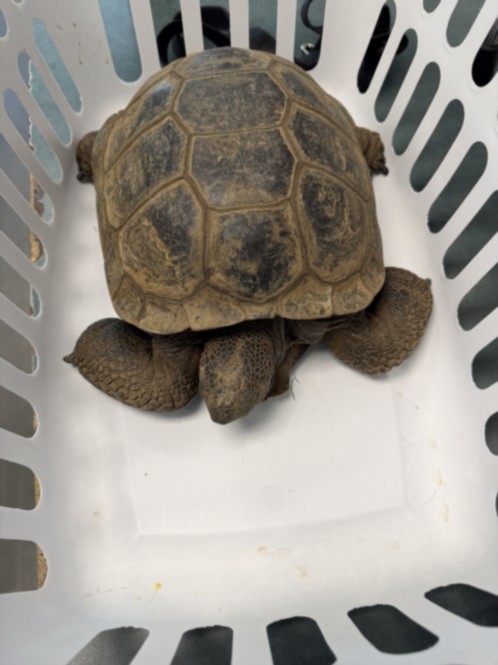 Shelter Stray Male Other last seen , West Valley Animal Shelter, 20655 Plummer St, Chatsworth, CA 91311, USA