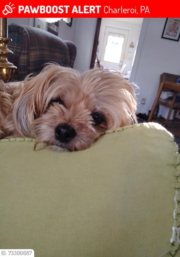 Lost Female Dog last seen Near oakland ave Charleroi,pa, Charleroi, PA 15022