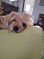 Lost Female Dog last seen Near oakland ave Charleroi,pa, Charleroi, PA 15022