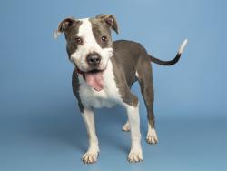 Shelter Stray Male Dog last seen NOT PROVIDED, 5501 E Van Buren St, Phoenix, AZ 85008, USA