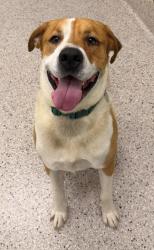 Shelter Stray Male Dog last seen Near BLOCK OLIVE ST, 12155 Park Blvd, Brighton, CO 80601, USA