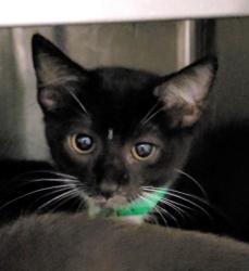 Shelter Stray Female Cat last seen , 1850 W 60th St, Los Angeles, CA 90047, USA