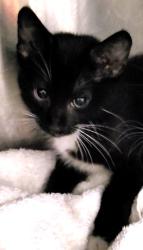 Shelter Stray Male Cat last seen , 1850 W 60th St, Los Angeles, CA 90047, USA