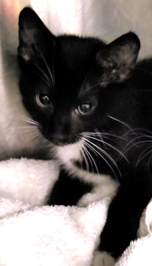 Shelter Stray Male Cat last seen , 1850 W 60th St, Los Angeles, CA 90047, USA