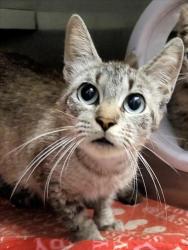 Shelter Stray Female Cat last seen , 1850 W 60th St, Los Angeles, CA 90047, USA