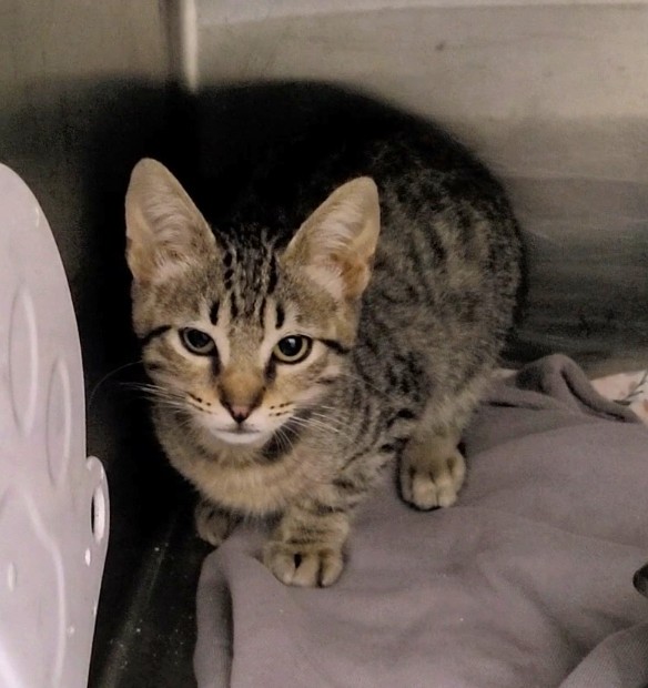 Shelter Stray Male Cat last seen , 1850 W 60th St, Los Angeles, CA 90047, USA
