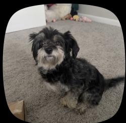 Lost Female Dog last seen apmt complex the brentwood, Nashville, TN 37211