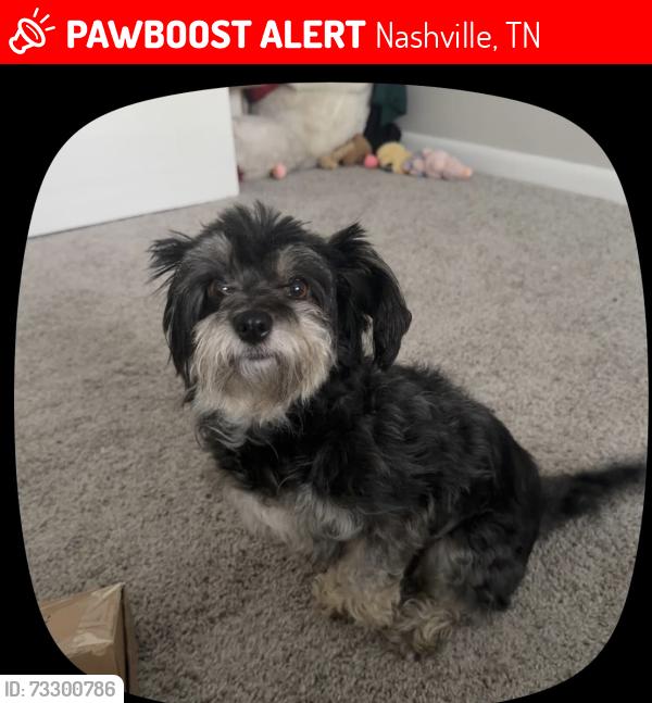 Lost Female Dog last seen apmt complex the brentwood, Nashville, TN 37211