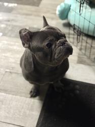 Reunited Male Dog last seen NE 19th street, Grand Prairie, TX 75050