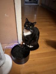 Lost Male Cat last seen Grant and South J St, San Bernardino, CA 92410