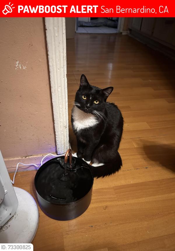 Lost Male Cat last seen Grant and South J St, San Bernardino, CA 92410